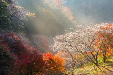 Sonbaharda Obara Sakura