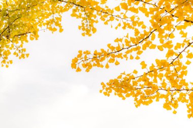 Ginkgo ağaçları sonbaharda