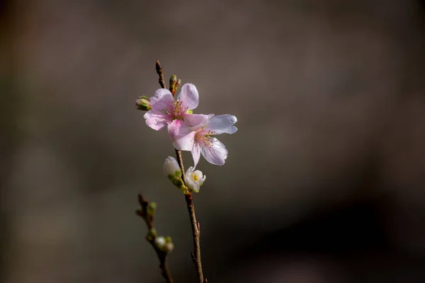 Sakura flores de cerezo —  Fotos de Stock