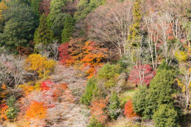 Sakura blossom, Autumn yatay