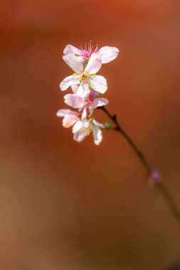 Sakura kiraz çiçekleri