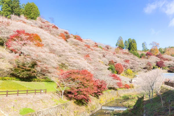 Podzimní krajina s sakura blossom — Stock fotografie