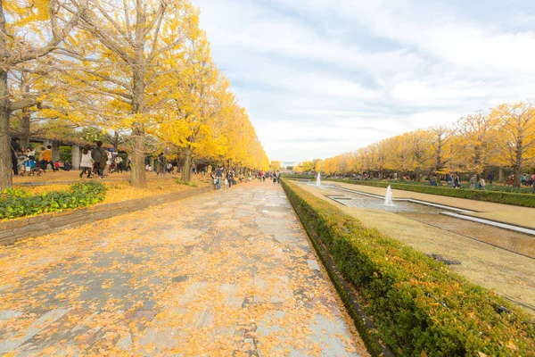 Alberi di ginkgo in autunno — Foto Stock