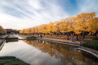 Ginkgo ağaçları sonbaharda