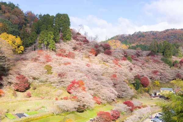 Obara Sakura na podzim — Stock fotografie