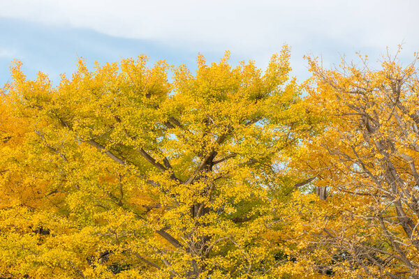 Ginkgo trees in Autumn
