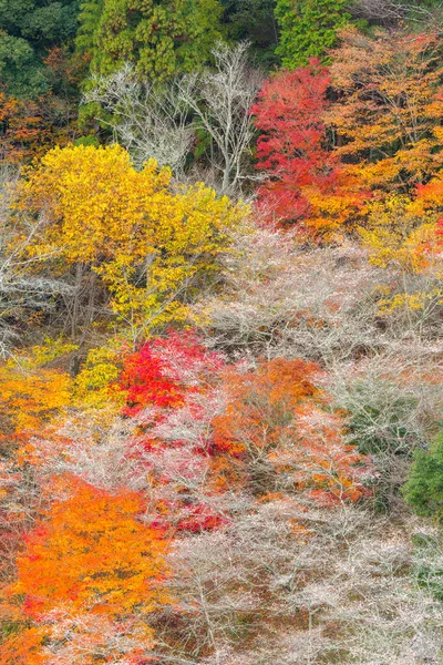 桜のある風景します。 — ストック写真