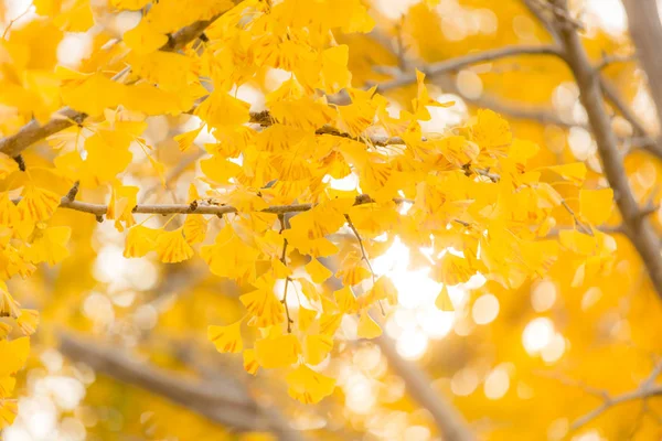 Ginkgo árvores no outono — Fotografia de Stock