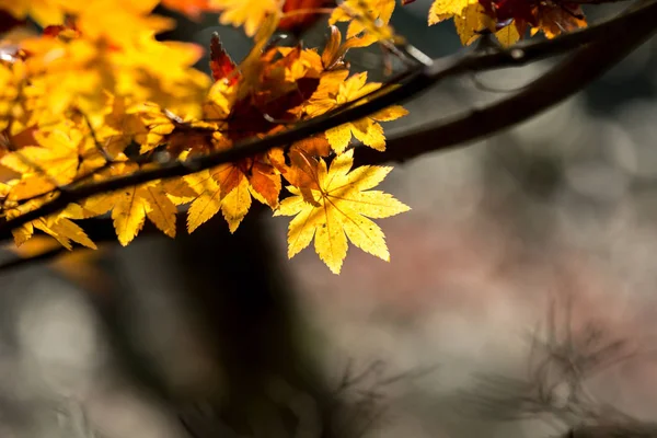 Ginkgo-trær om høsten – stockfoto
