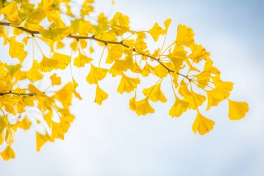 Ginkgo ağaçları sonbaharda 
