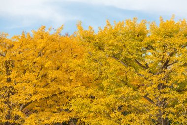 Ginkgo ağaçları sonbaharda 