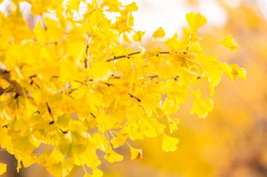 Ginkgo ağaçları sonbaharda