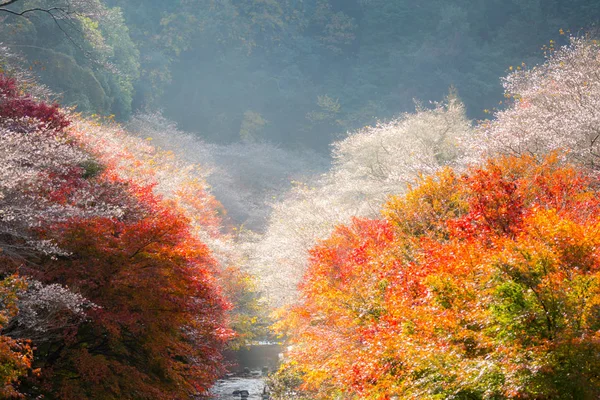 Landskap med sakura blossom — Stockfoto