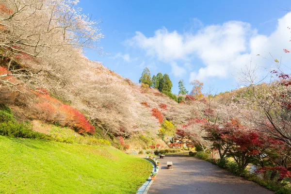 Landskap med sakura blossom — Stockfoto