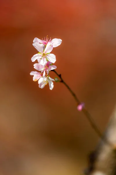 Sakura flores de cerezo — Foto de Stock