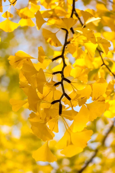 Ginkgo ağaçları ile sarı yapraklar — Stok fotoğraf