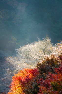 Sakura çiçeği ile manzara