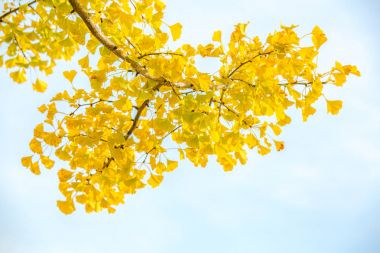 Ginkgo ağaçları sonbaharda