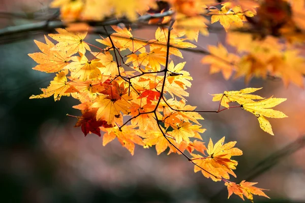 Red leaves of maple tree — Stock Photo, Image