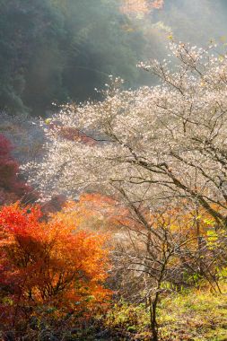 Sakura blossom, Autumn yatay