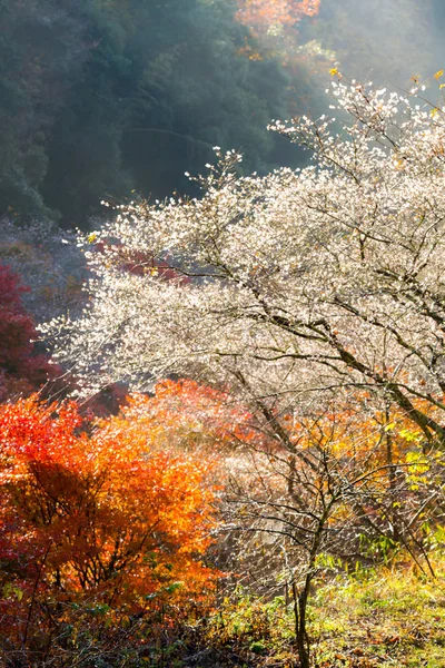 Sakura blossom in Nagoya — Stock Photo, Image