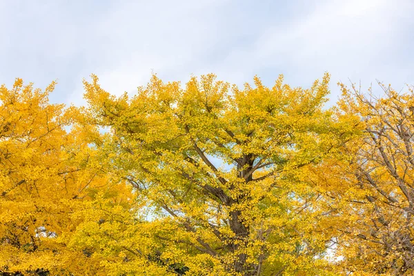 Otoño Ginkgo árboles —  Fotos de Stock