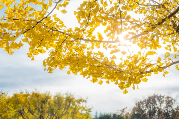 Ginkgo fa őszi — Stock Fotó