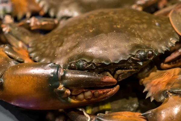 Frische rohe Krabben — Stockfoto