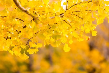 Ginkgo ağaçları sonbaharda 