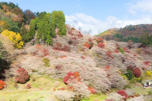 Paisaje con flor de sakura —  Fotos de Stock