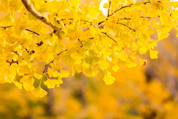 Alberi di ginkgo in autunno — Foto Stock