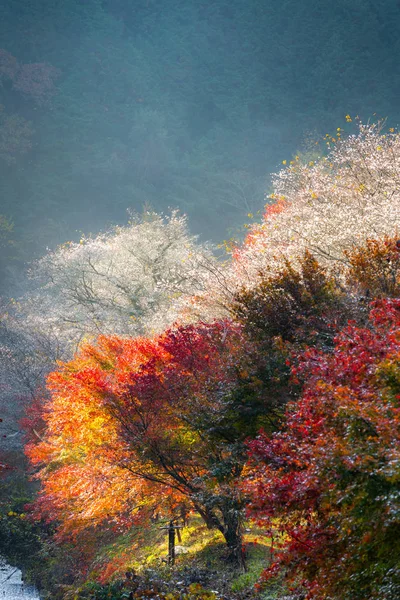 Sakura blossom i Nagoya — Stockfoto