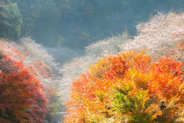 나고야에 사쿠라 꽃 — 스톡 사진