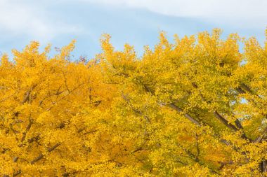 Ginkgo ağaçları sonbaharda