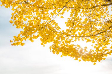 Ginkgo ağaçları sonbaharda