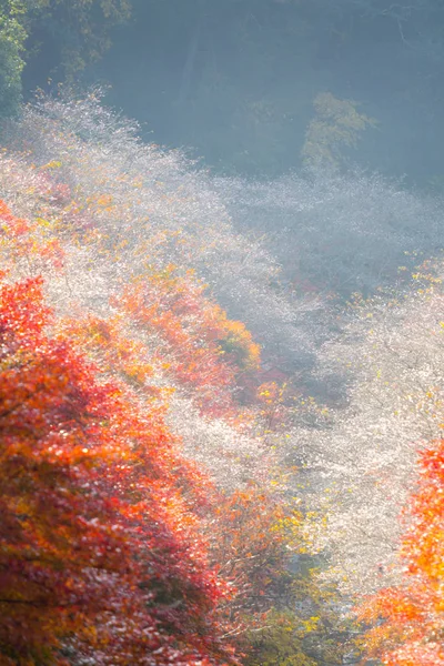 Sakura blossom i Nagoya — Stockfoto