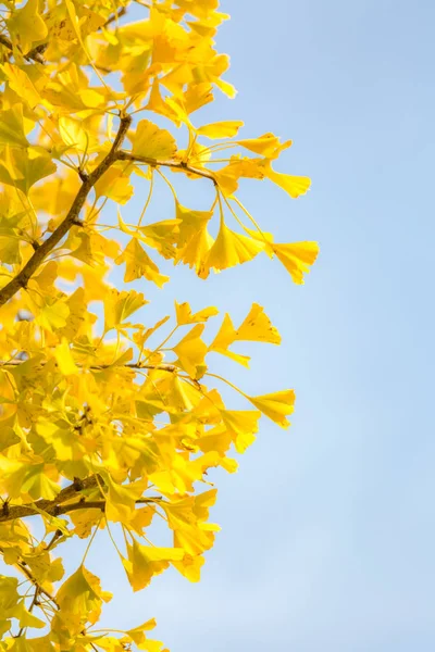 Ginkgo árboles en otoño —  Fotos de Stock