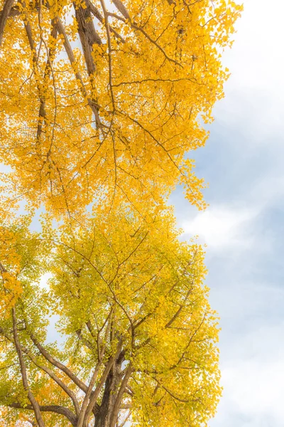 Ginkgobäume im Herbst — Stockfoto