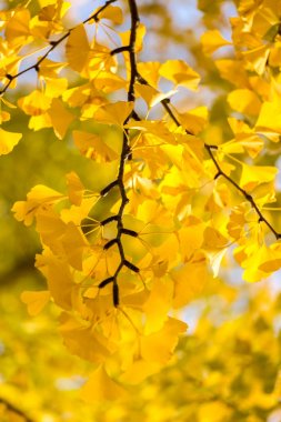 Sonbahar Ginkgo ağaçları