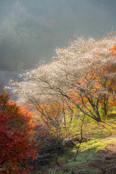 Flor de sakura en Nagoya — Foto de Stock