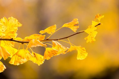 Sonbahar Ginkgo ağaçları
