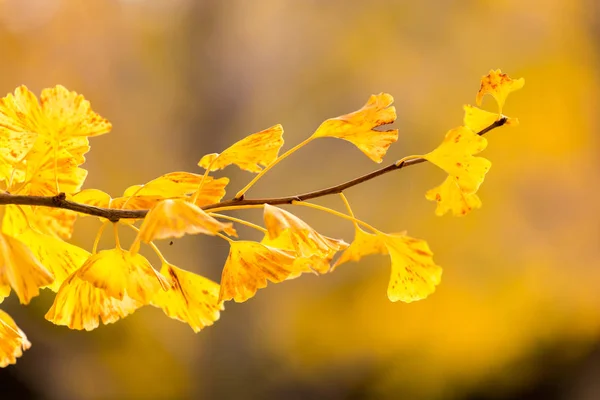 Outono Ginkgo árvores — Fotografia de Stock