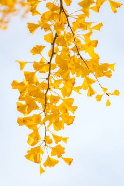 Ginkgo ağaçları sonbaharda