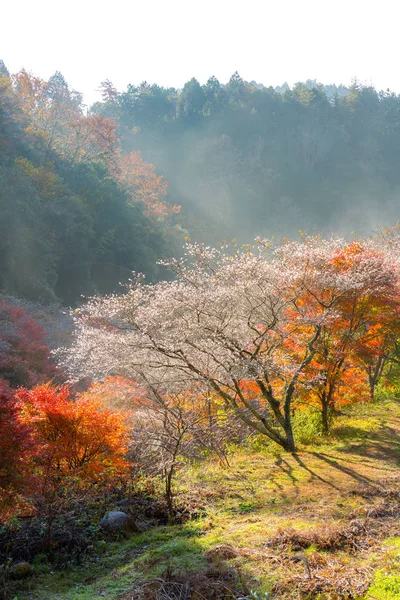 Sakura-Blüte in Nagya — Stockfoto