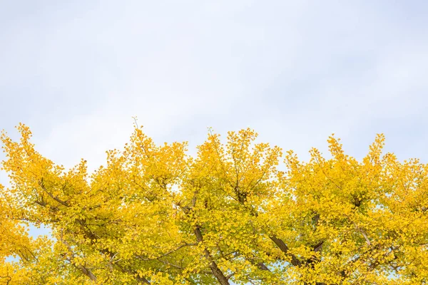 Ginkgo fa őszi — Stock Fotó