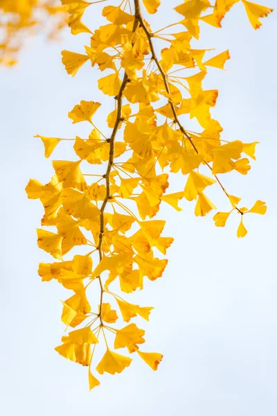 Ginkgo träd i höst — Stockfoto