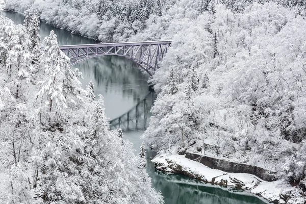 Árboles cubiertos de nieve —  Fotos de Stock