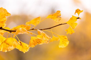 Ginkgo ağaçları sonbahar