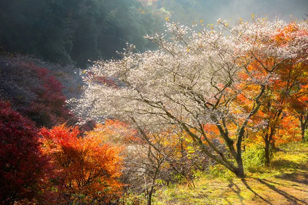 Flor de sakura en Nagoya — Foto de Stock