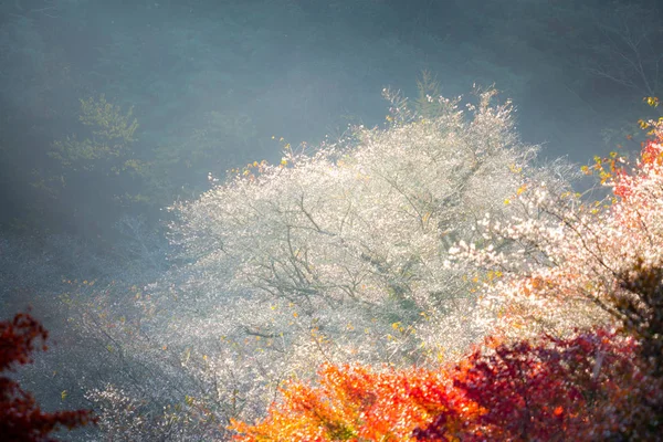 Landskap med sakura blossom — Stockfoto